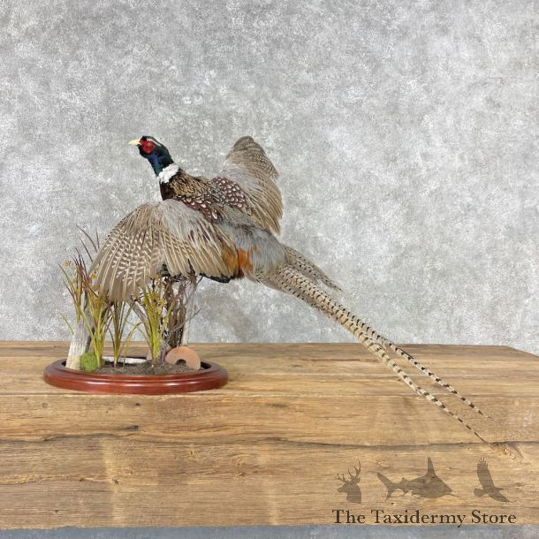 Ringneck Pheasant Bird Mount For Sale #26783 @ The Taxidermy Store