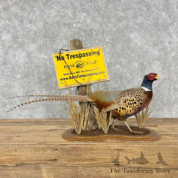 Ringneck Pheasant Bird Mount For Sale #26789 @ The Taxidermy Store