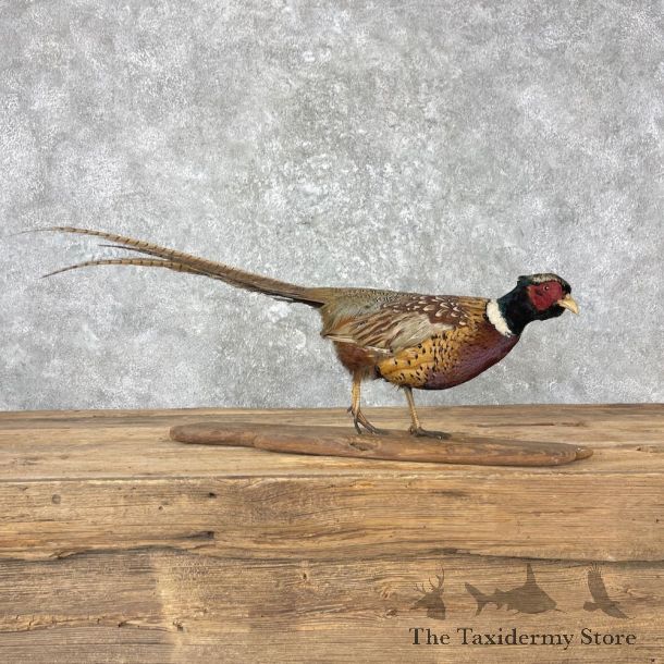 Ringneck Pheasant Bird Mount For Sale #26998 @ The Taxidermy Store