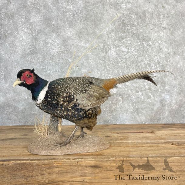Ringneck Pheasant Bird Mount For Sale #27125 @ The Taxidermy Store