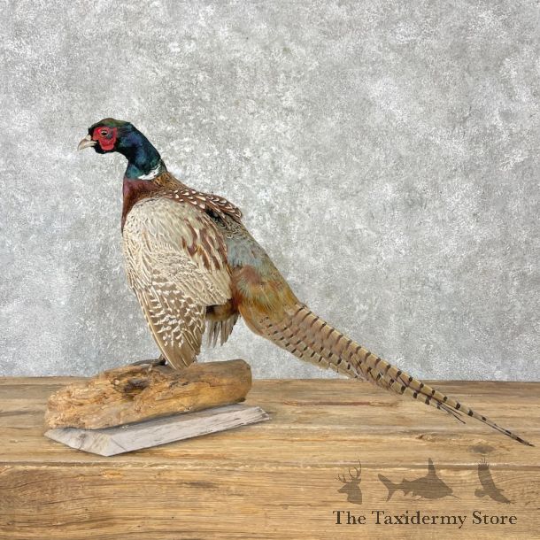 Ringneck Pheasant Bird Mount For Sale #27189 @ The Taxidermy Store