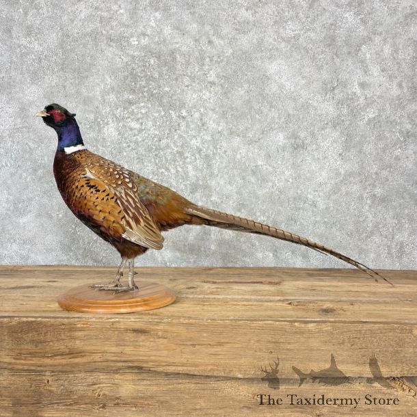 Ringneck Pheasant Bird Mount For Sale #27190 @ The Taxidermy Store