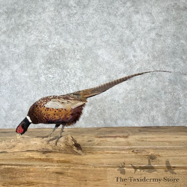 Ringneck Pheasant Bird Mount For Sale #27209 @ The Taxidermy Store