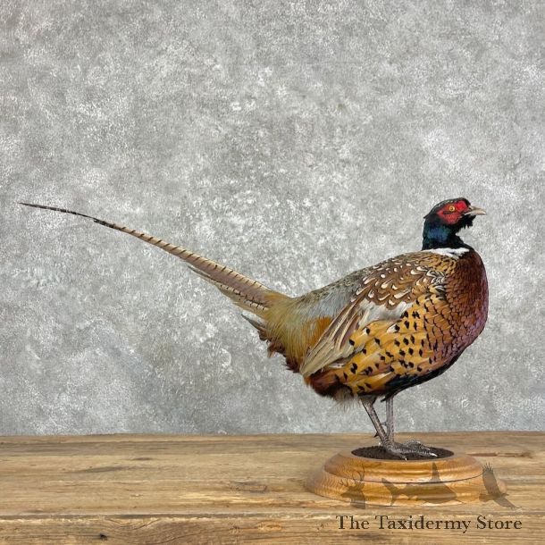 Ringneck Pheasant Bird Mount For Sale #27357 @ The Taxidermy Store
