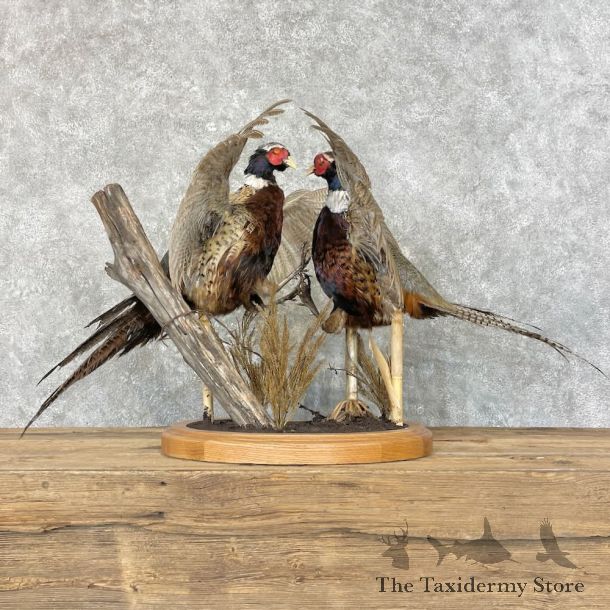 Ringneck Pheasant Bird Mount For Sale #27608 @ The Taxidermy Store