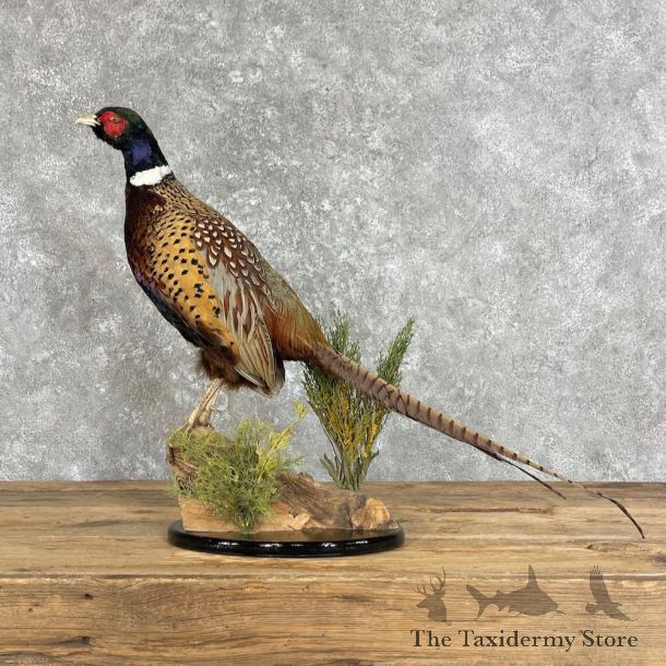 Ringneck Pheasant Bird Mount For Sale #27964 @ The Taxidermy Store