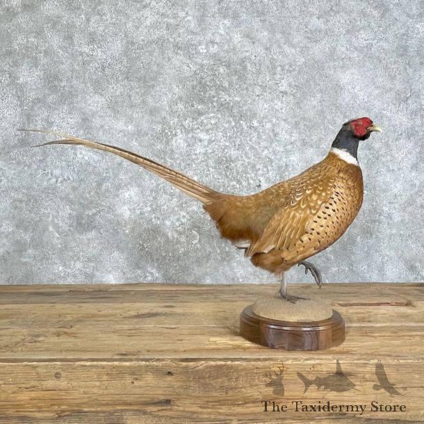 Ringneck Pheasant Bird Mount For Sale #27966 @ The Taxidermy Store