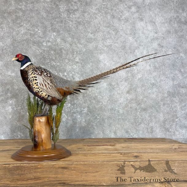 Ringneck Pheasant Bird Mount For Sale #27967 @ The Taxidermy Store