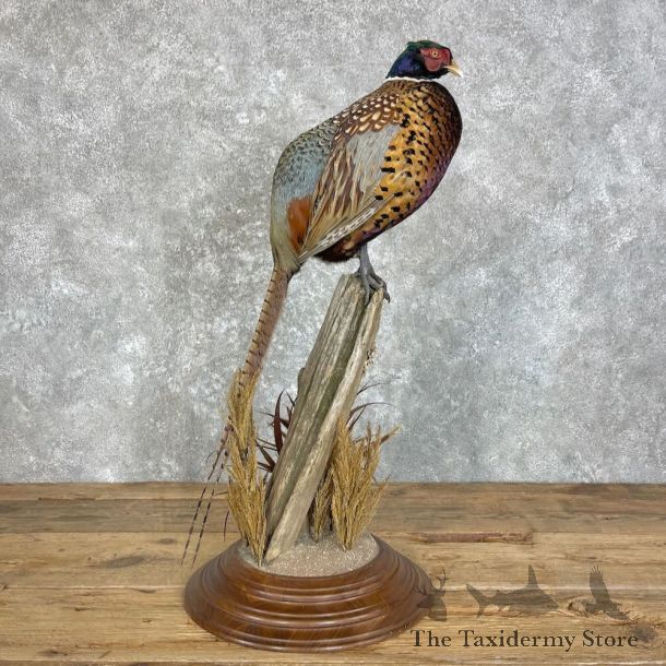 Ringneck Pheasant Bird Mount For Sale #27969 @ The Taxidermy Store