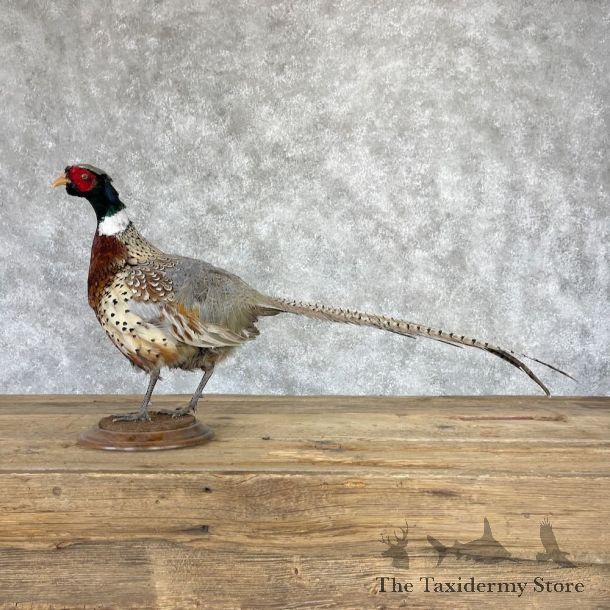 Ringneck Pheasant Bird Mount For Sale #28231 @ The Taxidermy Store