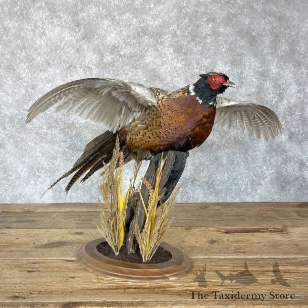 Ringneck Pheasant Bird Mount For Sale #28234 @ The Taxidermy Store