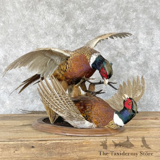 Ringneck Pheasant Bird Mount For Sale #28249 - The Taxidermy Store