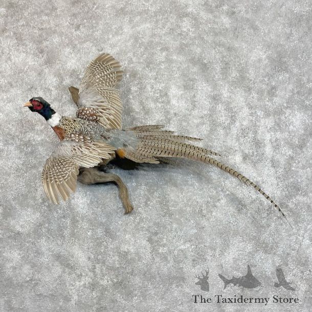 Ringneck Pheasant Bird Mount For Sale #28430 @ The Taxidermy Store