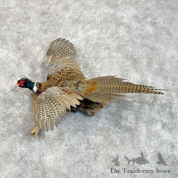 Ringneck Pheasant Bird Mount For Sale #28516 @ The Taxidermy Store