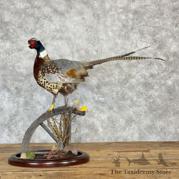 Ringneck Pheasant Bird Mount For Sale #28983 @ The Taxidermy Store