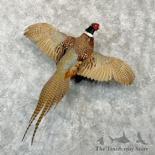 Ringneck Pheasant Bird Mount For Sale #28867 @ The Taxidermy Store