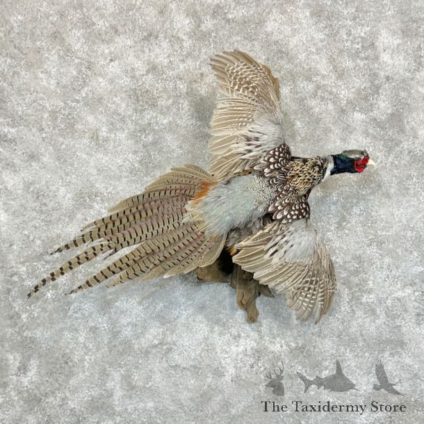 Ringneck Pheasant Bird Mount For Sale #29073 @ The Taxidermy Store