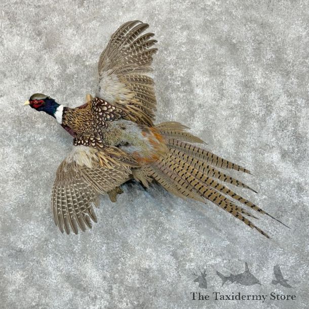 Ringneck Pheasant Bird Mount For Sale #29075 @ The Taxidermy Store
