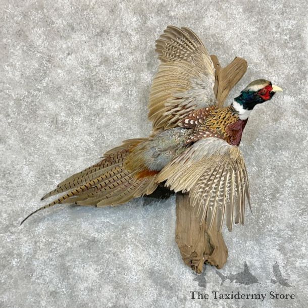 Ringneck Pheasant Bird Mount For Sale #29076 @ The Taxidermy Store