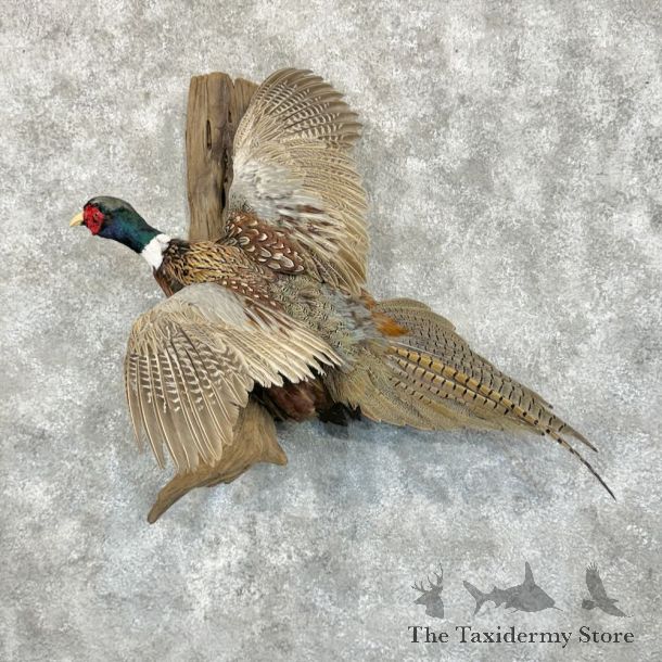 Ringneck Pheasant Bird Mount For Sale #29077 @ The Taxidermy Store