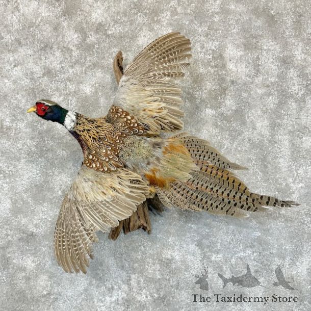 Ringneck Pheasant Bird Mount For Sale #29142 @ The Taxidermy Store