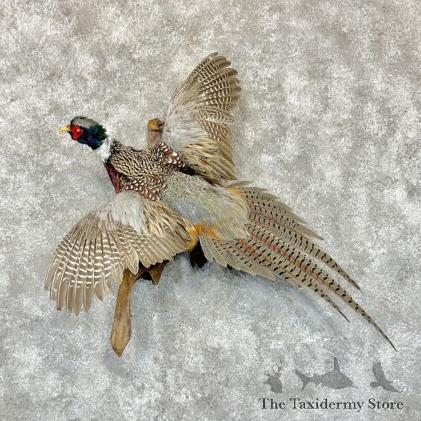 Ringneck Pheasant Bird Mount For Sale #29143 @ The Taxidermy Store