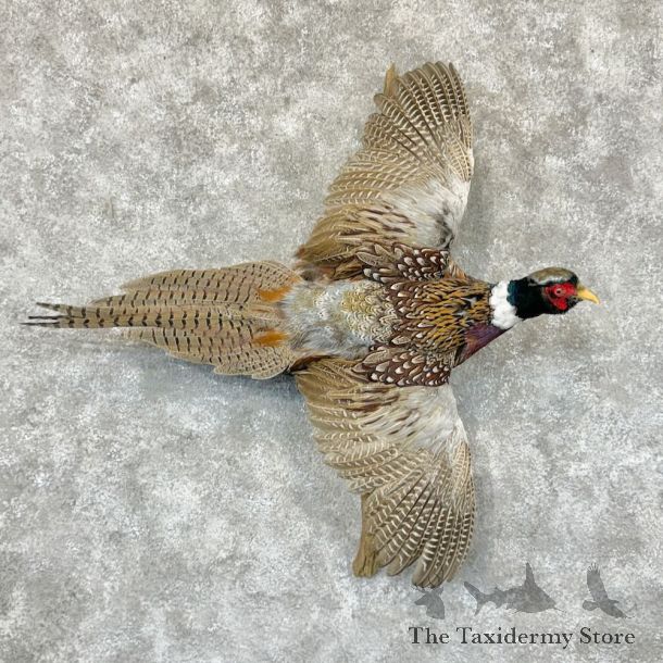 Ringneck Pheasant Bird Mount For Sale #29144 @ The Taxidermy Store