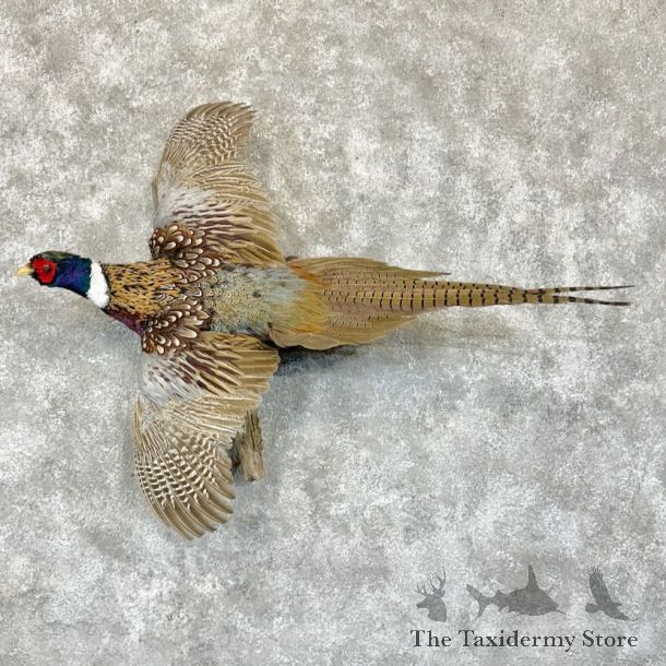 Ringneck Pheasant Bird Mount For Sale #29145 @ The Taxidermy Store