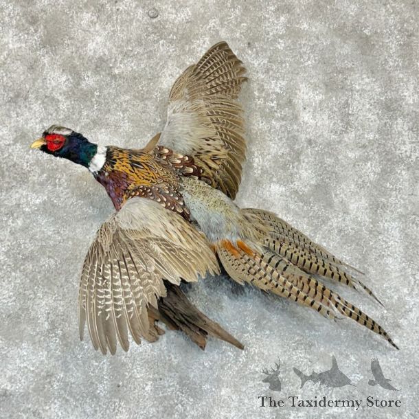 Ringneck Pheasant Bird Mount For Sale #29147 @ The Taxidermy Store