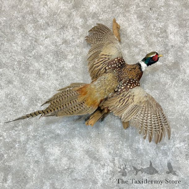 Ringneck Pheasant Bird Mount For Sale #29148 @ The Taxidermy Store