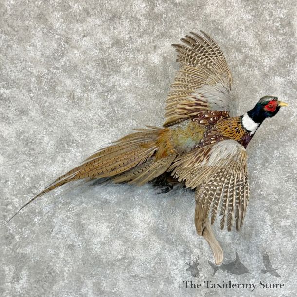 Ringneck Pheasant Bird Mount For Sale #29151 @ The Taxidermy Store
