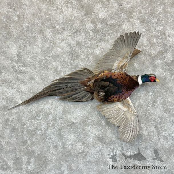 Ringneck Pheasant Bird Mount For Sale #29144 @ The Taxidermy Store
