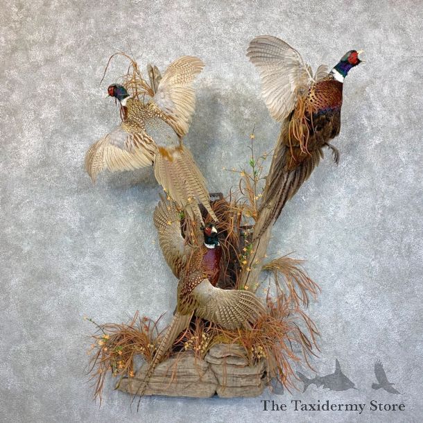 Ringneck Pheasant Bird Scene For Sale #23585 @ The Taxidermy Store