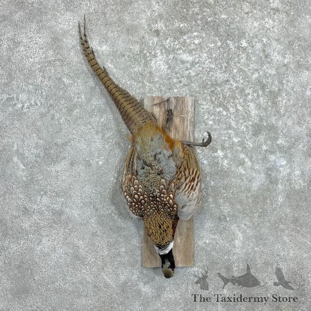 Ringneck Pheasant Harvest Mount For Sale #27317 @ The Taxidermy Store