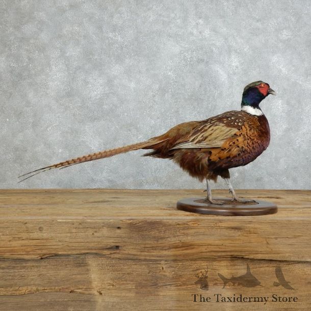 Ringneck Pheasant Bird Mount For Sale #18367 @ The Taxidermy Store