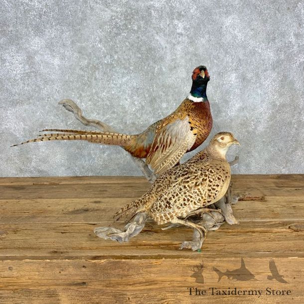 Ringneck Pheasant Pair Bird Mount For Sale #23306 @ The Taxidermy Store