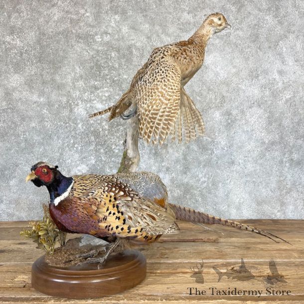 Ringneck Pheasant Pair Bird Mount For Sale #26620 @ The Taxidermy Store