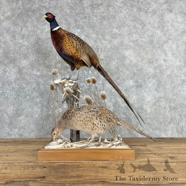 Ringneck Pheasant Pair Bird Mount For Sale #26970 @ The Taxidermy Store