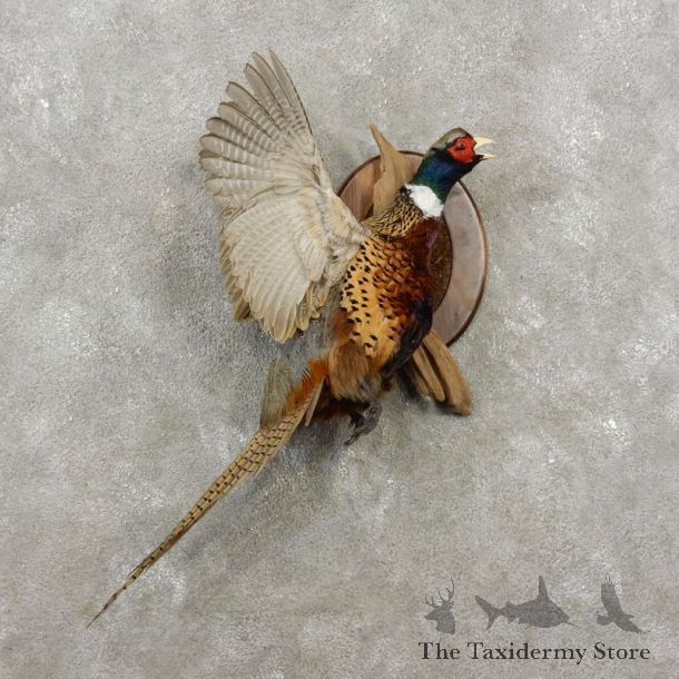 Ringneck Pheasant Bird Mount For Sale #17376 @ The Taxidermy Store