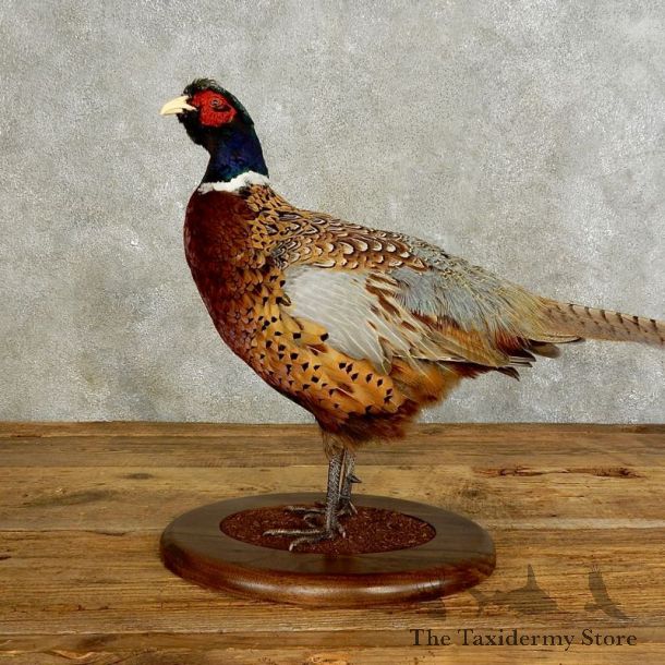 Ringneck Pheasant Bird Mount For Sale #17545 @ The Taxidermy Store