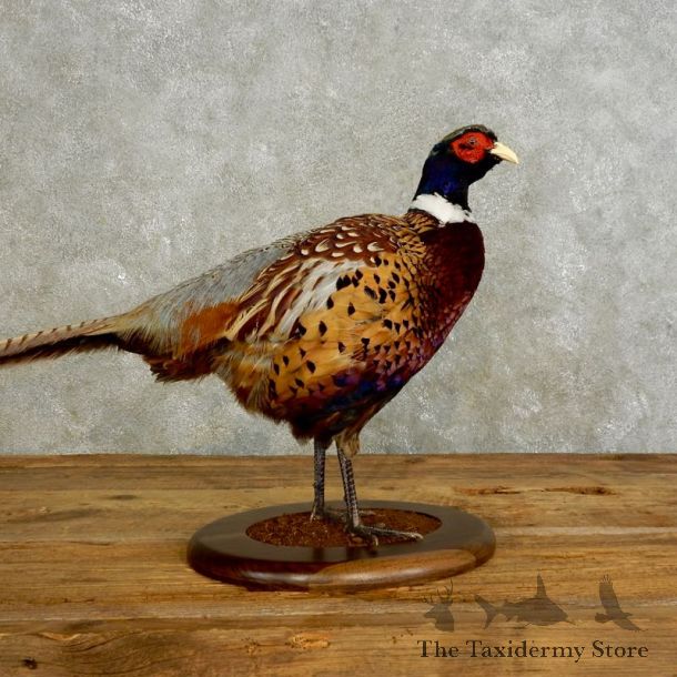 Ringneck Pheasant Bird Mount For Sale #17547 @ The Taxidermy Store