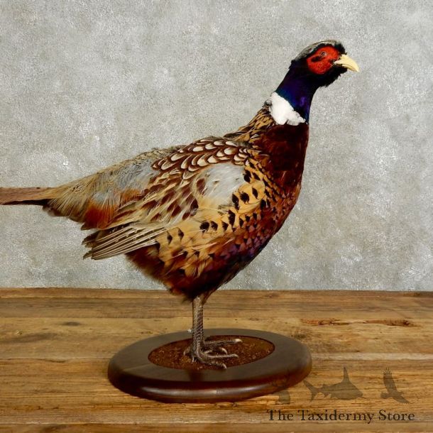 Ringneck Pheasant Bird Mount For Sale #17549 @ The Taxidermy Store