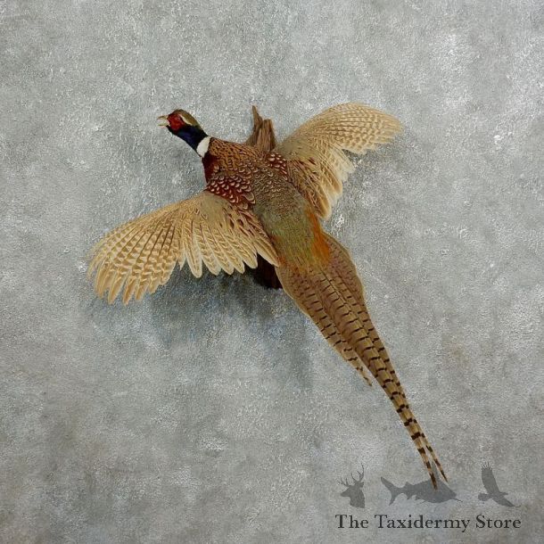 Ringneck Pheasant Bird Mount For Sale #17661 @ The Taxidermy Store