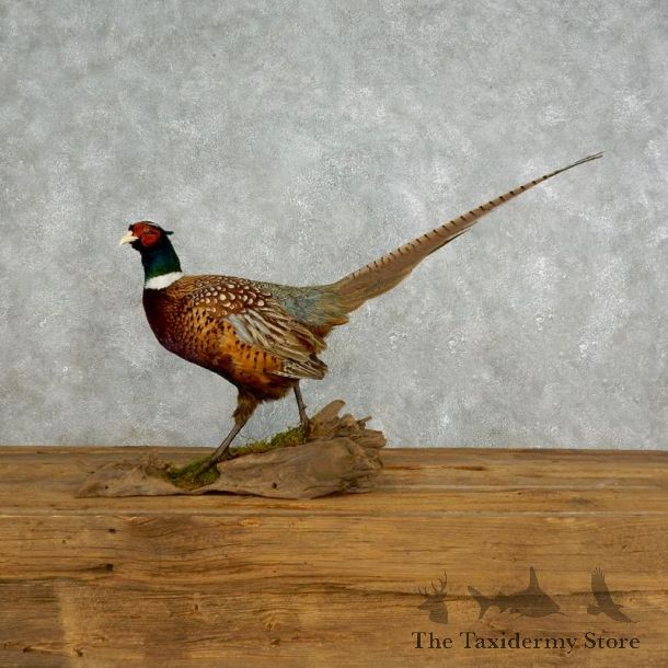 Ringneck Pheasant Bird Mount For Sale #17711 @ The Taxidermy Store