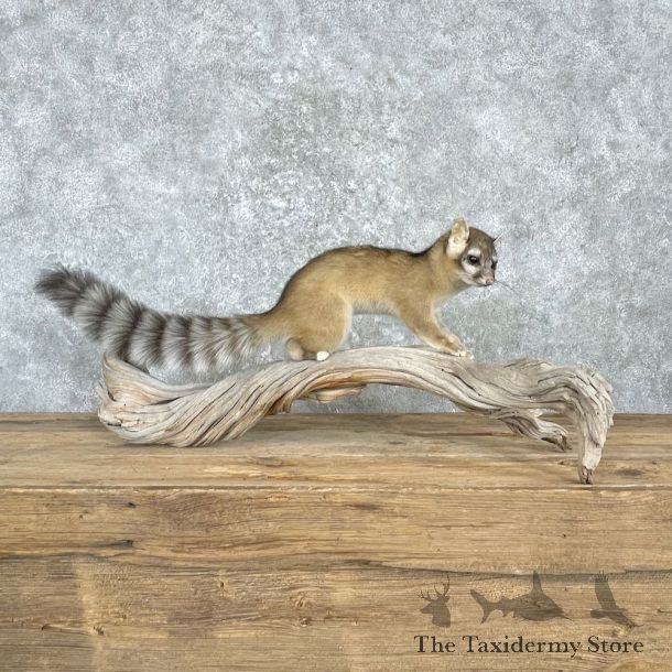 Ringtail Cat Mount For Sale #27191 @ The Taxidermy Store