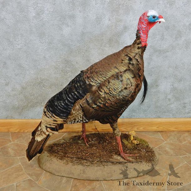 Merriam's Turkey Standing Life Size Taxidermy Mount #12462 For Sale @ The Taxidermy Store