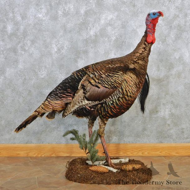 Rio Grande Turkey Walking Life Size Taxidermy Mount #12647 For Sale @ The Taxidermy Store