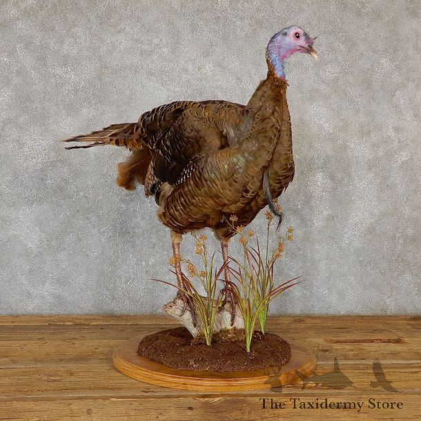 Rio Grande Turkey Flying Life Size Taxidermy Mount #19351 For Sale @ The Taxidermy Store