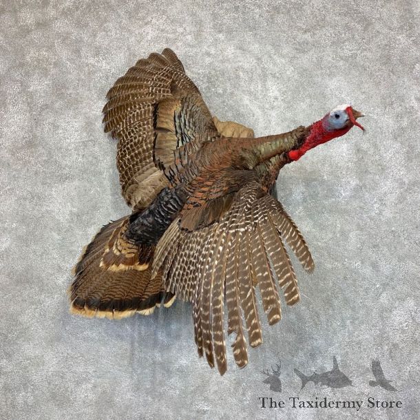 Rio Grande Turkey Flying Life Size Taxidermy Mount #21779 For Sale @ The Taxidermy Store