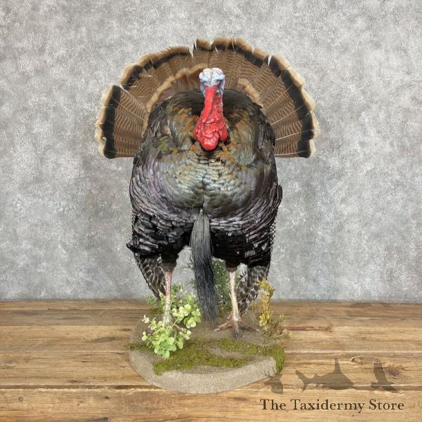 Rio Grande Turkey Life Size Mount For Sale #27365 @ The Taxidermy Store